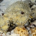 lobster_slipper_eri_sari_h_0074_mal0985.jpg